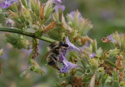 Bombus sylvarum